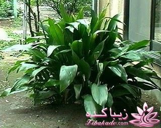 گیاهان آپارتمانی 